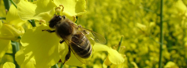 Pesticide : l'Efsa pointe les risques du fipronil pour les abeilles
